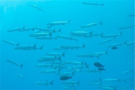 Pickhandle Barracuda, Southern Thailand, Andaman Sea, Indian Ocean, Asia Foto de stock - Con derechos protegidos, Código: 841-06617063