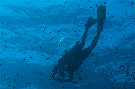 pez tropical - Scuba diver underwater, Southern Thailand, Andaman Sea, Indian Ocean, Southeast Asia, Asia Foto de stock - Con derechos protegidos, Código: 841-06617075