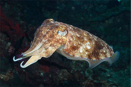 Broadclub cuttlefish (Sepia Latimanus), Southern Thailand, Andaman Sea, Indian Ocean, Southeast Asia, Asia Stock Photo - Rights-Managed, Code: 841-06617076