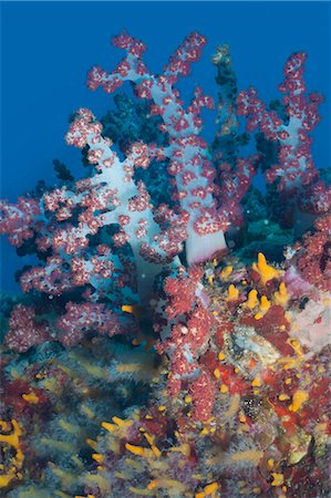 Scleronephthya, soft coral, Southern Thailand, Andaman Sea, Indian Ocean, Southeast Asia, Asia Foto de stock - Con derechos protegidos, Código: 841-06617078