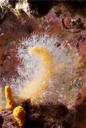 Soft coral, Southern Thailand, Andaman Sea, Indian Ocean, Southeast Asia, Asia Foto de stock - Con derechos protegidos, Código: 841-06617079