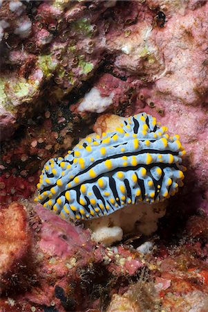 sea slug - Blue candy nudibranch, (Phyllida varicosa), Southern Thailand, Andaman Sea, Indian Ocean, Southeast Asia, Asia Stock Photo - Rights-Managed, Code: 841-06617071