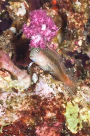 Midas blenny (Ecsenius), Southern Thailand, Andaman Sea, Indian Ocean, Southeast Asia, Asia Stock Photo - Rights-Managed, Code: 841-06617072