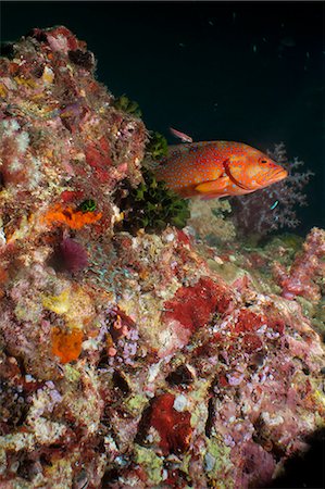 simsearch:841-06617041,k - Coral hind (cephalopholis), Southern Thailand, Andaman Sea, Indian Ocean, Southeast Asia, Asia Photographie de stock - Rights-Managed, Code: 841-06617096