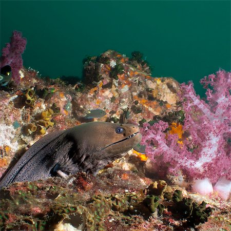 simsearch:841-06617093,k - Giant moray eel (Gymnothorax javanicus), SouthernThailand, Andaman Sea, Indian Ocean, Southeast Asia, Asia Stockbilder - Lizenzpflichtiges, Bildnummer: 841-06617093