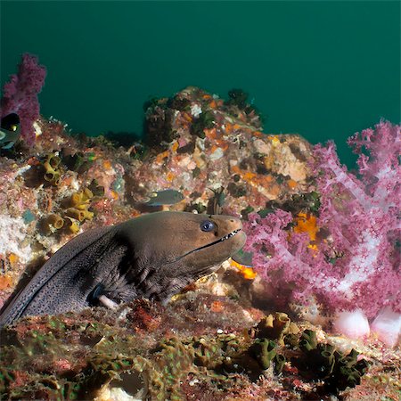 Giant moray eel (Gymnothorax javanicus), SouthernThailand, Andaman Sea, Indian Ocean, Southeast Asia, Asia Photographie de stock - Rights-Managed, Code: 841-06617093