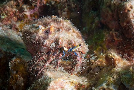 simsearch:841-06617054,k - Hairy hermit crab (Aniculus elegans), SouthernThailand, Andaman Sea, Indian Ocean, Southeast Asia, Asia Foto de stock - Con derechos protegidos, Código: 841-06617106