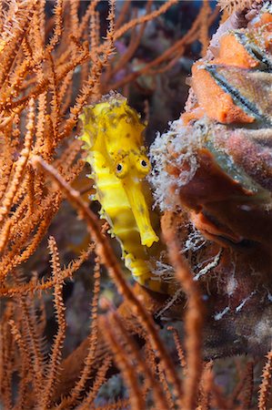 simsearch:841-06617058,k - Thorny seahorse (Hippocampus hystrix), Southern Thailand, Andaman Sea, Indian Ocean, Southeast Asia, Asia Foto de stock - Con derechos protegidos, Código: 841-06617103