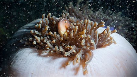 sea life under water not people - Anemonefish (Amphiprion ocellaris) and sea anemone, Southern Thailand, Andaman Sea, Indian Ocean, Southeast Asia, Asia Stock Photo - Rights-Managed, Code: 841-06617117