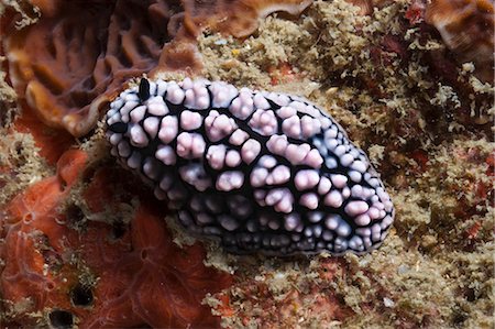 sea slug - Nudibranch (Phyllidiella pustulosa), Southern Thailand, Andaman Sea, Indian Ocean, Southeast Asia, Asia Stock Photo - Rights-Managed, Code: 841-06617119