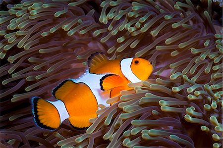 Western clown anemonefish (Amphiprion ocellaris) and sea anemone (Heteractis magnifica), Southern Thailand, Andaman Sea, Indian Ocean, Southeast Asia, Asia Stock Photo - Rights-Managed, Code: 841-06617112