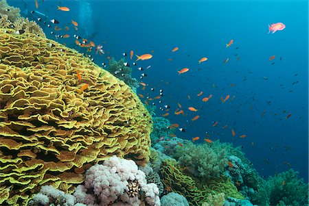 Tropical coral reef scene with a leafy cup coral (salad coral) (Turbinaria reniformi), Ras Mohammed National Park, off Sharm el Sheikh, Sinai, Egypt, Red Sea, Egypt, North Africa, Africa Stock Photo - Rights-Managed, Code: 841-06617129