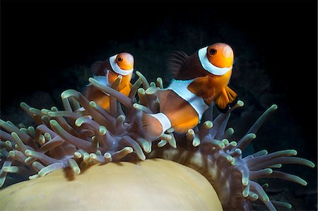 poisson clown - Western clown anemonefish (Amphiprion Ocellaris) and sea anemone (Heteractis magnifica), Southern Thailand, Andaman Sea, Indian Ocean, Southeast Asia, Asia Photographie de stock - Rights-Managed, Code: 841-06617120