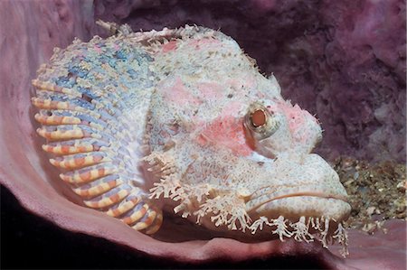 simsearch:841-06617054,k - Scorpionfish (Scorpaenopsis), Southern Thailand, Andaman Sea, Indian Ocean, Southeast Asia, Asia Foto de stock - Con derechos protegidos, Código: 841-06617121