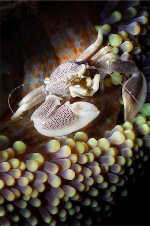 simsearch:841-06617054,k - Porcelain crab (Neopetrolisthes oshimai), Southern Thailand, Andaman Sea, Indian Ocean, Southeast Asia, Asia Foto de stock - Con derechos protegidos, Código: 841-06617123