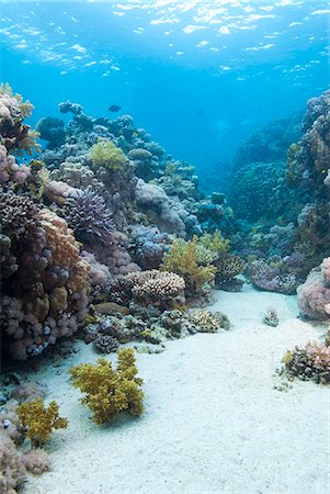 Coral reef scene close to the ocean surface, Ras Mohammed National Park, off Sharm el Sheikh, Sinai Red Sea, Egypt, North Africa, Africa Photographie de stock - Rights-Managed, Code: 841-06617135