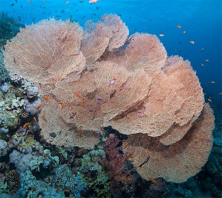 recife de coral - Close-up of giant sea fan coral (Gorgonian fan coral) (Annella mollis), Ras Mohammed National Park, off Sharm el Sheikh, Sinai, Egypt, Red Sea, Egypt, North Africa, Africa Foto de stock - Direito Controlado, Número: 841-06617136