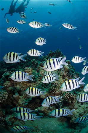 shoal (group of marine animals) - Shoal or school of sergeant major fish, (Abudefduf vaigiensis), Naama Bay, off Sharm el Sheikh, Sinai, Egypt, Red Sea, Egypt, North Africa, Africa Photographie de stock - Rights-Managed, Code: 841-06617146