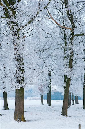 Trees covered with ice crystals, Breda, North Brabant, The Netherlands (Holland), Europe Foto de stock - Con derechos protegidos, Código: 841-06617151