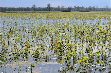 Marsh marigolds (kingcups) (Caltha palustris) flowering on flooded Narew sedge marshes, Krzewo, Podlaskie, Poland, Europe Stock Photo - Rights-Managed, Code: 841-06617180