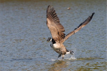 Canada goose (Branta canadensis) running on surface of a lake and flapping hard to take off, Wiltshire, England, United Kingdom, Europe Photographie de stock - Rights-Managed, Code: 841-06617196