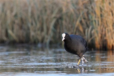 simsearch:841-06617192,k - Coot (Fulica atra) walking on frozen lake in late afternoon sunshine, Wiltshire, England, United Kingdom, Europe Photographie de stock - Rights-Managed, Code: 841-06617197