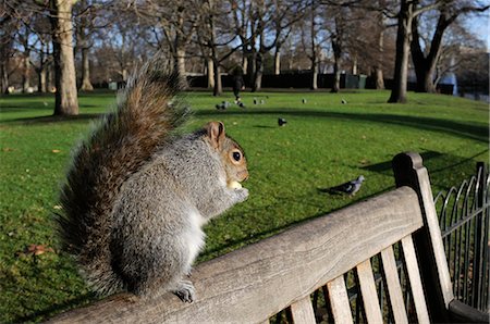 Grey squirrel (Sciurus carolinensis) standing on bench eating some apple given to it by a tourist, St. James's Park, London, England, United Kingdom, Europe Photographie de stock - Rights-Managed, Code: 841-06617190