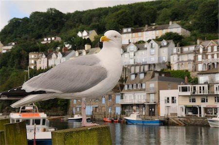 Adult herring gull (Larus argentatus) standing on wooden post by Looe harbour with houses in the background, Looe, Cornwall, England, United Kingdom, Europe Photographie de stock - Rights-Managed, Code: 841-06617193