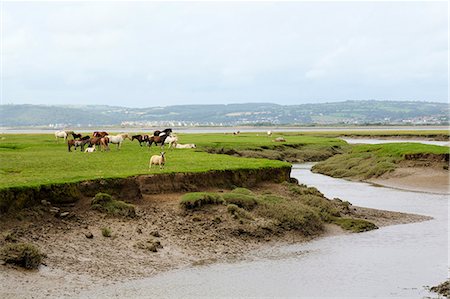 saladar - Sheep (Ovis aries) and Welsh ponies (Equus caballus) on Llanrhidian saltmarshes as the tide rises, The Gower Peninsula, Wales, United Kingdom, Europe Foto de stock - Con derechos protegidos, Código: 841-06617227