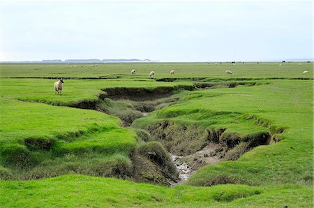 saladar - Sheep (Ovis aries) grazing Llanrhidian salt marshes by tidal creeks, The Gower Peninsula, Wales, United Kingdom, Europe Photographie de stock - Rights-Managed, Code: 841-06617228