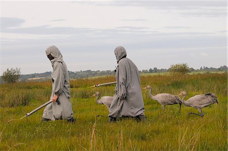 Surrogate parents leading recently reintroduced young common cranes (Eurasian cranes) (Grus grus) over the Somerset Levels, Somerset, England, United Kingdom, Europe Stock Photo - Rights-Managed, Code: 841-06617236