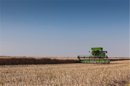 A Combine harvester harvests corn, Maidenhead, Berkshire, England, United Kingdom, Europe Foto de stock - Con derechos protegidos, Código: 841-06804367