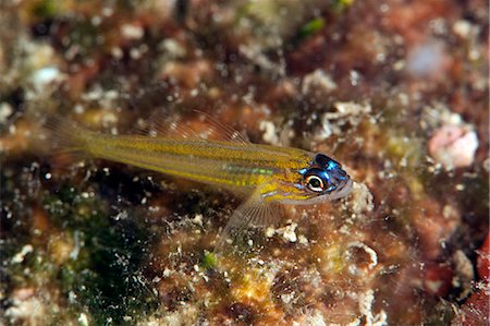 espèce aquatique - Peppermint goby (Coryphopterus lipernes), Dominica, West Indies, Caribbean, Central America Photographie de stock - Rights-Managed, Code: 841-06804421