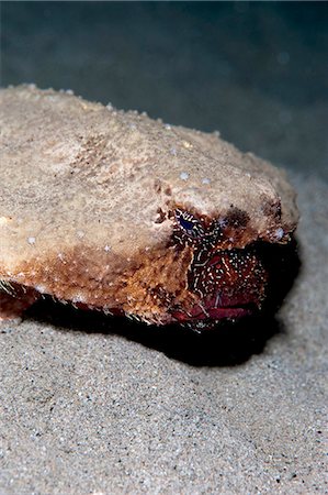 simsearch:841-06804476,k - A rare rough back walking batfish (Ogcocephalus parvas) that usually lives at depth to 300m, Dominica, West Indies, Caribbean, Central America Stock Photo - Rights-Managed, Code: 841-06804437