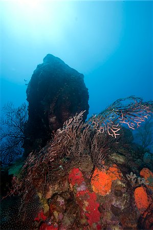 simsearch:841-06340938,k - Reef scene, Dominica, West Indies, Caribbean, Central America Photographie de stock - Rights-Managed, Code: 841-06804465