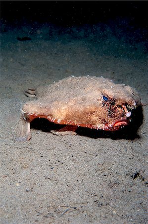 rare - A rare longnose walking batfish (Ogcocephalus corniger) that usually lives at depths to 300m, Dominica, West Indies, Caribbean, Central America Photographie de stock - Rights-Managed, Code: 841-06804463