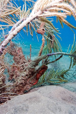 Longsnout seahorse (Hippocampus reidi), Dominica, West Indies, Caribbean, Central America Photographie de stock - Rights-Managed, Code: 841-06804475