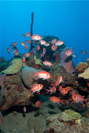 simsearch:841-06340948,k - School of blackbar soldierfish (Myripristis jacobus), Dominica, West Indies, Caribbean, Central America Foto de stock - Con derechos protegidos, Código: 841-06804470