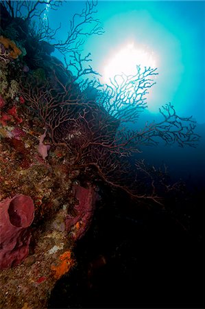 Reef scene, Dominica, West Indies, Caribbean, Central America Photographie de stock - Rights-Managed, Code: 841-06804484