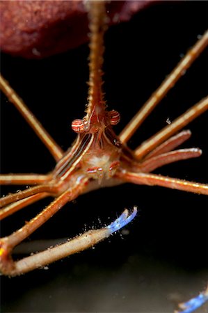 simsearch:841-06804476,k - Yellowline arrow crab (Stenorhynchus seticornis), Dominica, West Indies, Caribbean, Central America Foto de stock - Con derechos protegidos, Código: 841-06804486