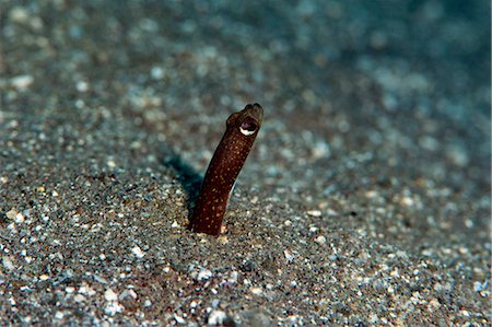simsearch:841-06804503,k - Brown garden eel (Heteroconger halis), Dominica, West Indies, Caribbean, Central America Photographie de stock - Rights-Managed, Code: 841-06804488