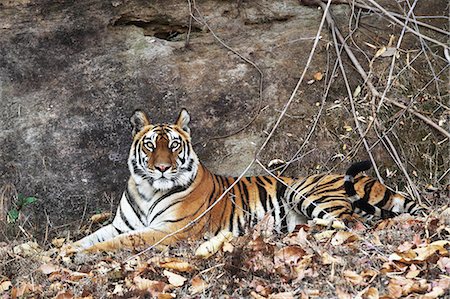 Bengal tiger, Panthera tigris tigris, Bandhavgarh National Park, Madhya Pradesh, India Stock Photo - Rights-Managed, Code: 841-06804506