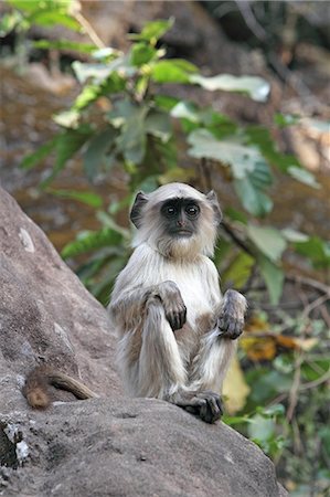 Gray langur (Hanuman langur) (Semnopithecus hector), Bandhavgarh National Park, Madhya Pradesh, India, Asia Stock Photo - Rights-Managed, Code: 841-06804507