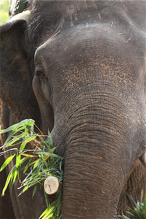 simsearch:841-07589779,k - Indian elephant (Elephas maximus indicus), Bandhavgarh National Park, Madhya Pradesh, India, Asia Stock Photo - Rights-Managed, Code: 841-06804509