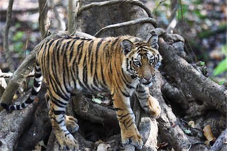 Bengal tiger, Panthera tigris tigris, Bandhavgarh National Park, Madhya Pradesh, India Stock Photo - Rights-Managed, Code: 841-06804515