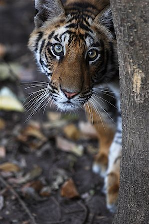 simsearch:841-06804504,k - Bengal tiger, Panthera tigris tigris, Bandhavgarh National Park, Madhya Pradesh, India Photographie de stock - Rights-Managed, Code: 841-06804516