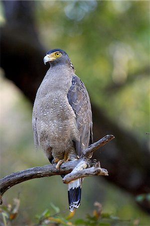 eagles - Crested serpent-eagle (Spilornis cheela), Bandhavgarh National Park, Madhya Pradesh, India, Asia Stock Photo - Rights-Managed, Code: 841-06804517