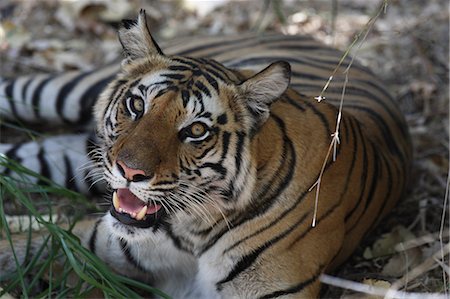 Bengal tiger, Panthera tigris tigris, Bandhavgarh National Park, Madhya Pradesh, India Photographie de stock - Rights-Managed, Code: 841-06804518