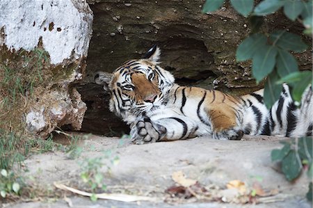 simsearch:841-06804504,k - Bengal tiger, Panthera tigris tigris, Bandhavgarh National Park, Madhya Pradesh, India Photographie de stock - Rights-Managed, Code: 841-06804510