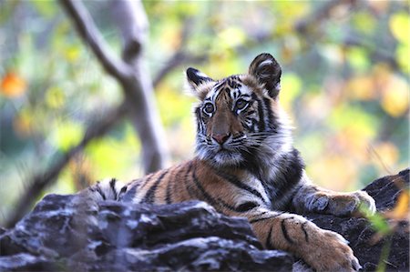Bengal tiger, Panthera tigris tigris, Bandhavgarh National Park, Madhya Pradesh, India Photographie de stock - Rights-Managed, Code: 841-06804512
